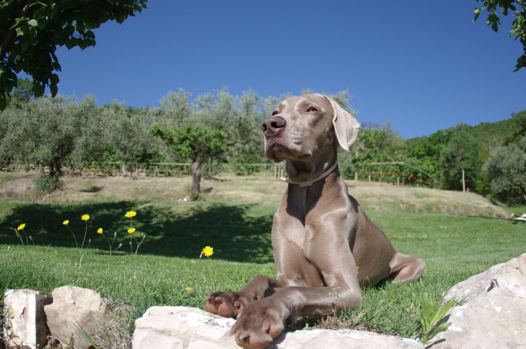 des loups gris d'Occitanie - Un mariage dans l'été ?