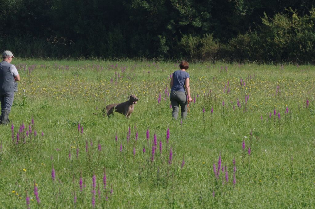 des loups gris d'Occitanie - TAN : On l'a fait !!!!! 