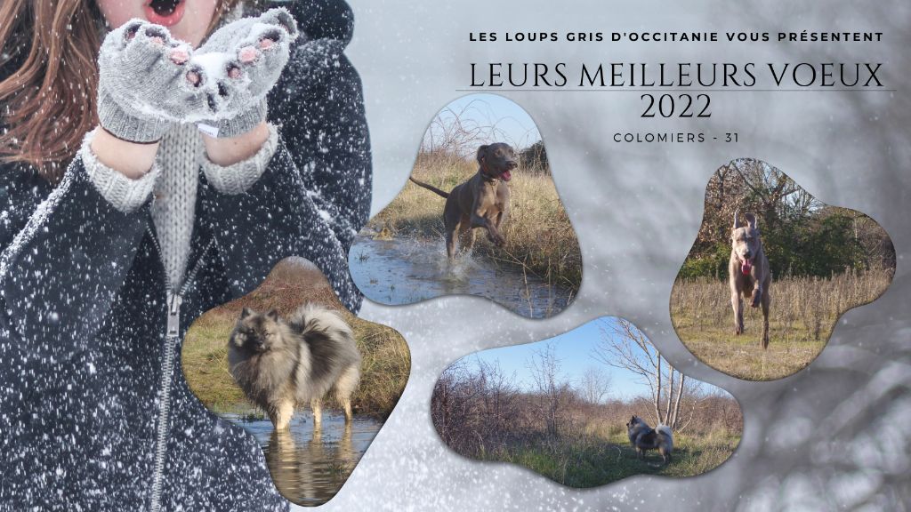 des loups gris d'Occitanie - Bonne année ! 