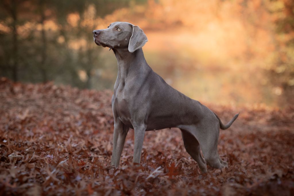 des loups gris d'Occitanie - En route vers la repro ? :) 