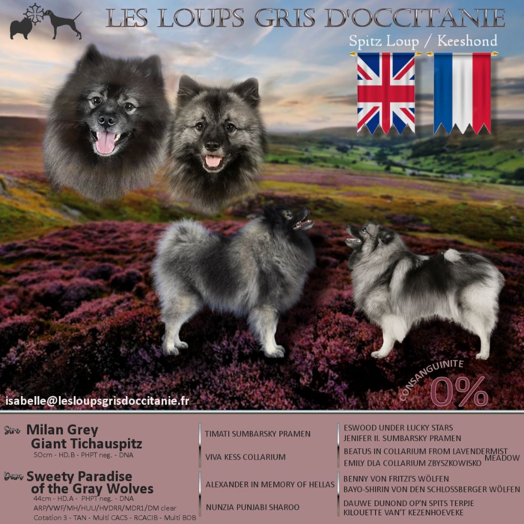 des loups gris d'Occitanie - Confirmation de la portée pour 2024