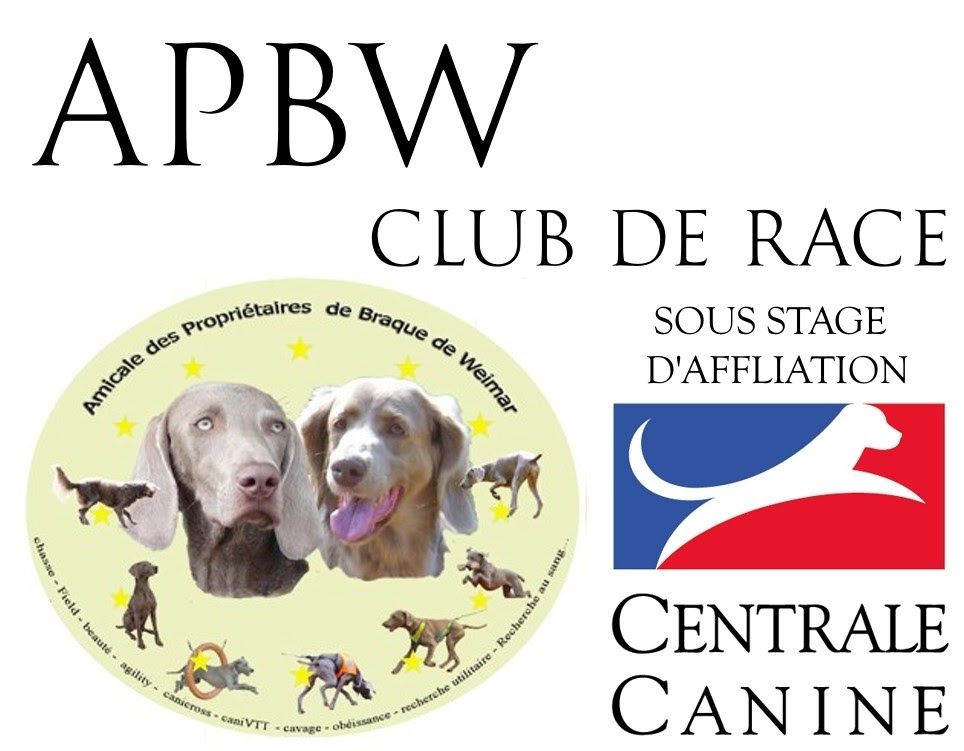 des loups gris d'Occitanie - L'APBW : nouveau club de race (stage d'affiliation) pour le Weimar