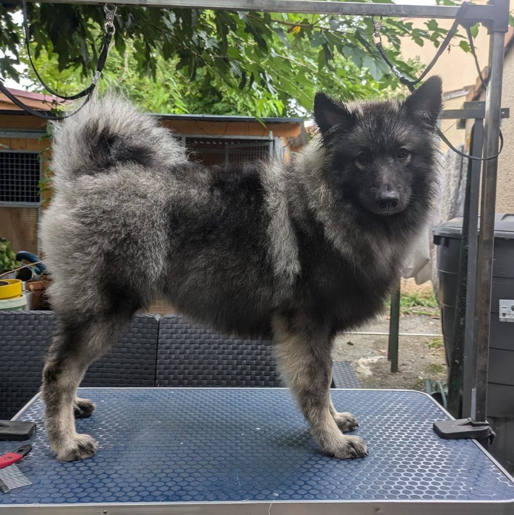 Velvet snout des loups gris d'Occitanie