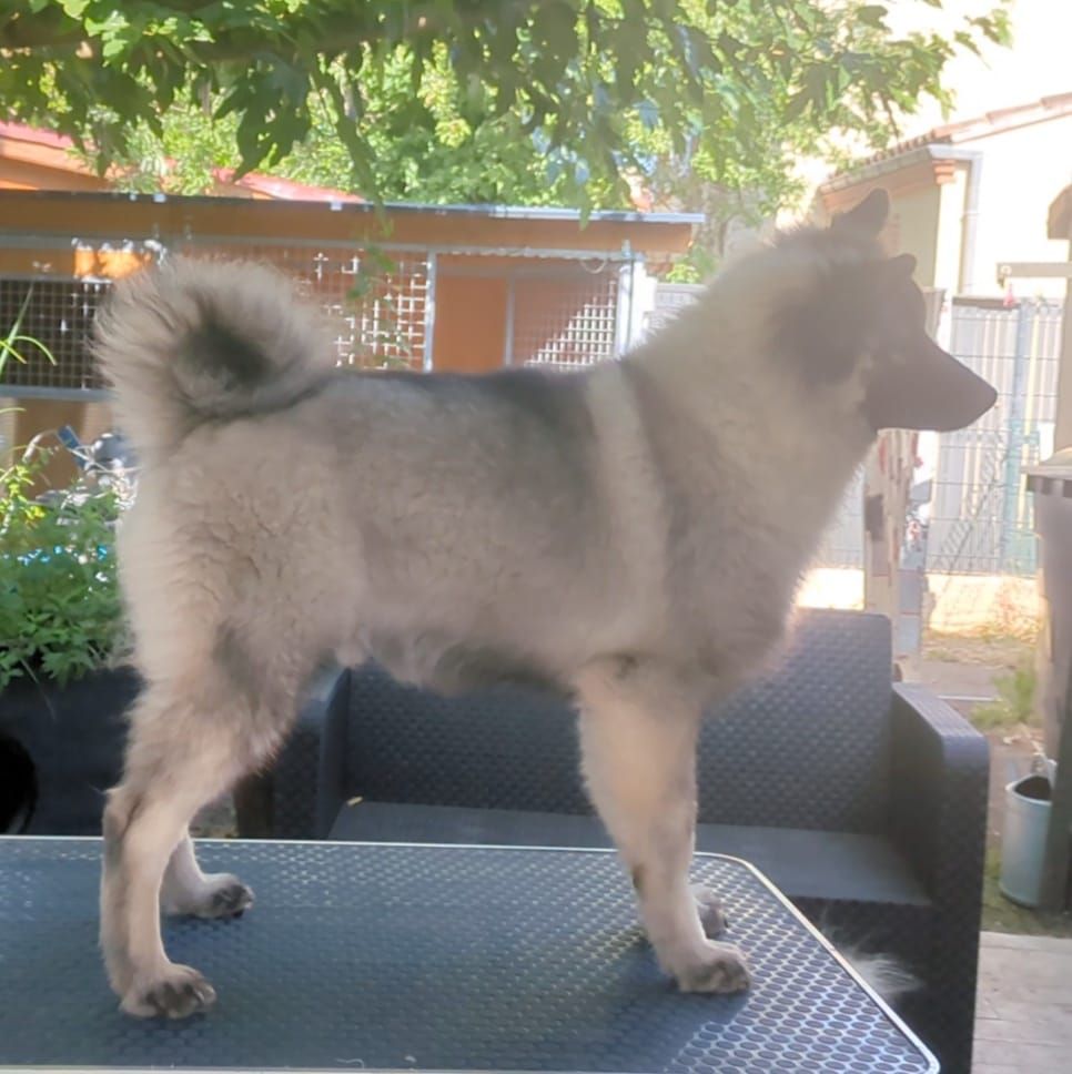 Velvet snout des loups gris d'Occitanie