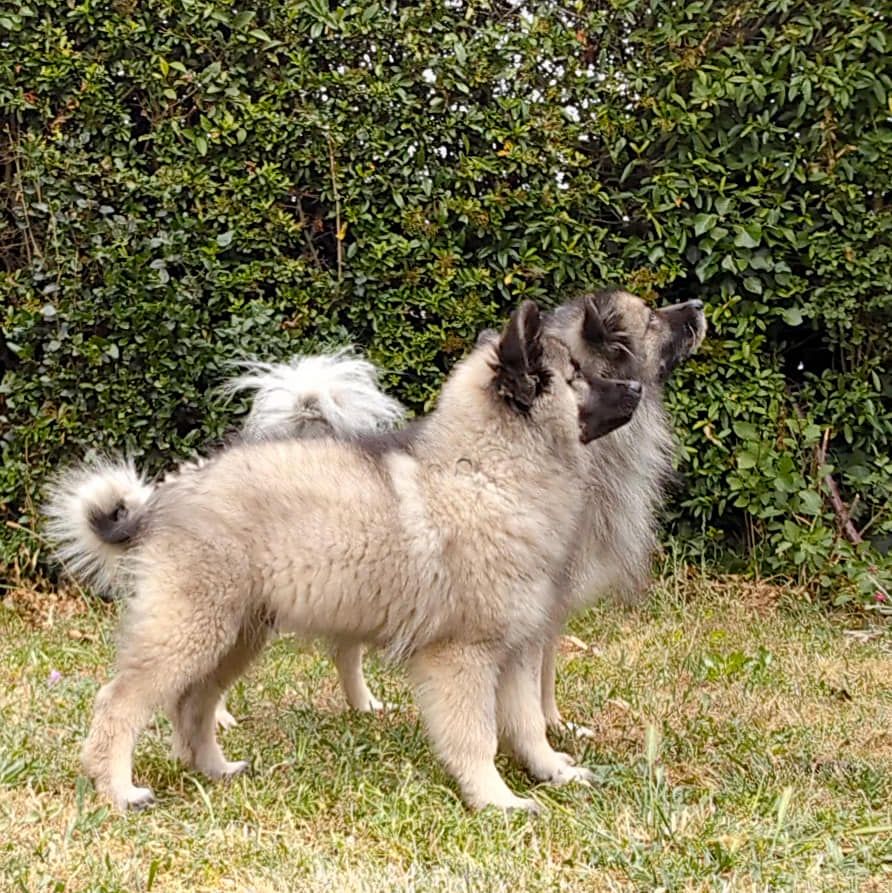 Velvet snout des loups gris d'Occitanie