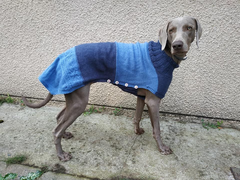 Un pull pour mon braque
